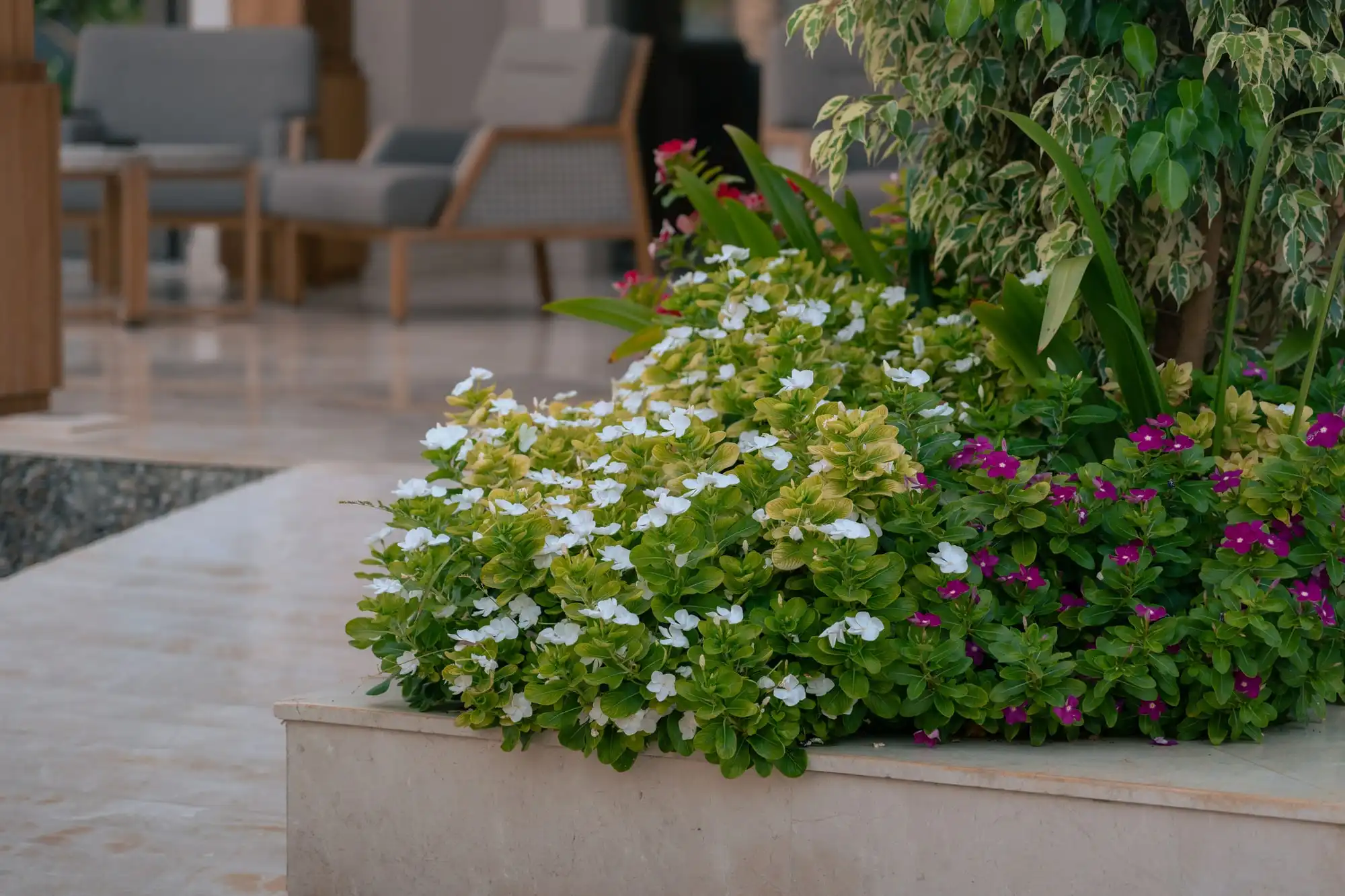 Massif fleuri et terrasse entretenus