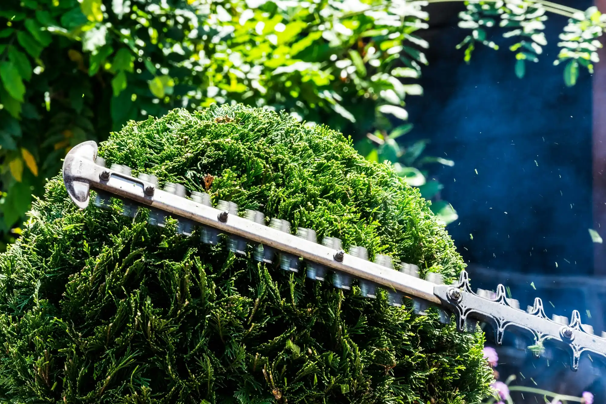 Taille au taille-haie thermique sur un conifère de haie